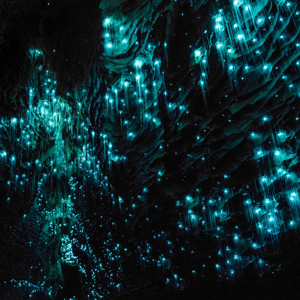 Unveiling the Magic: Waitomo Glowworm Caves, New Zealand